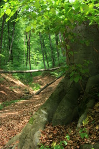 Erdő-út
